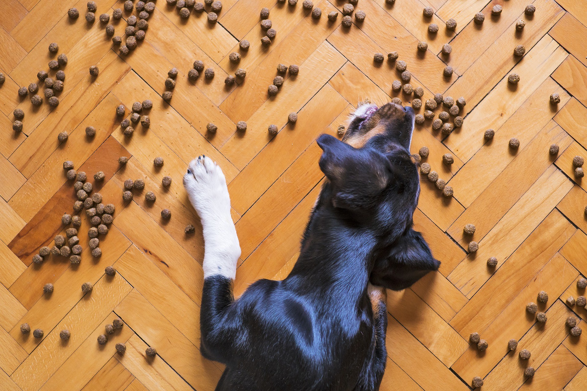 Chien Alimentation Bio