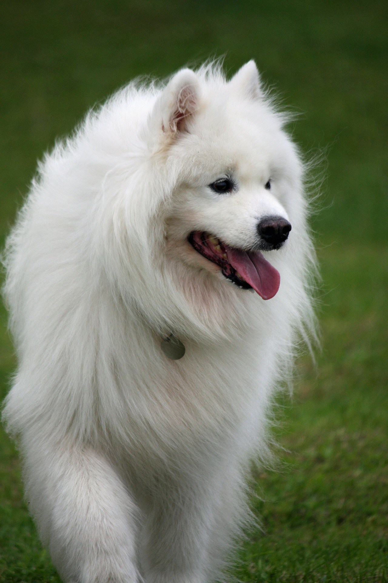 chien cher