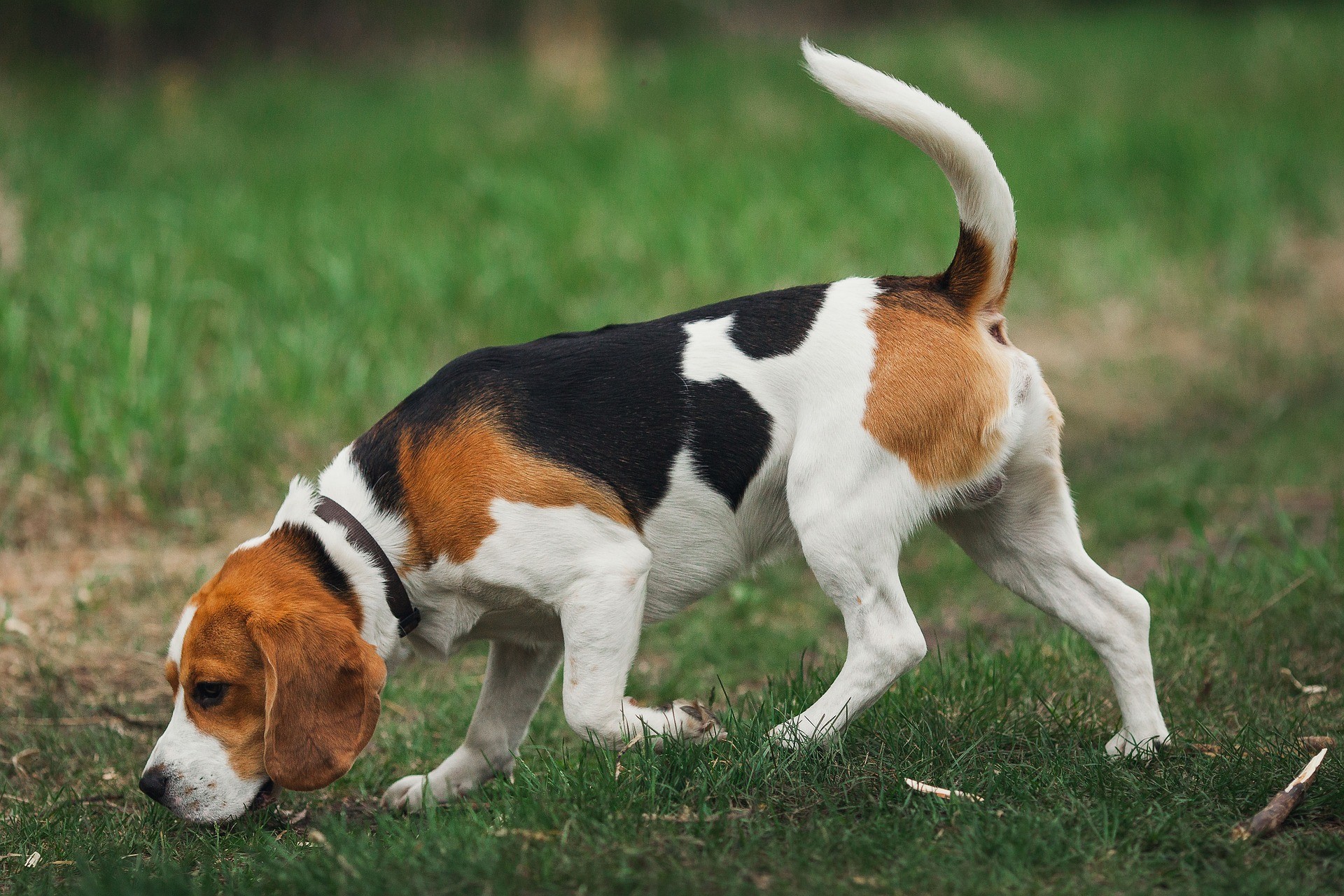 chien de chasse