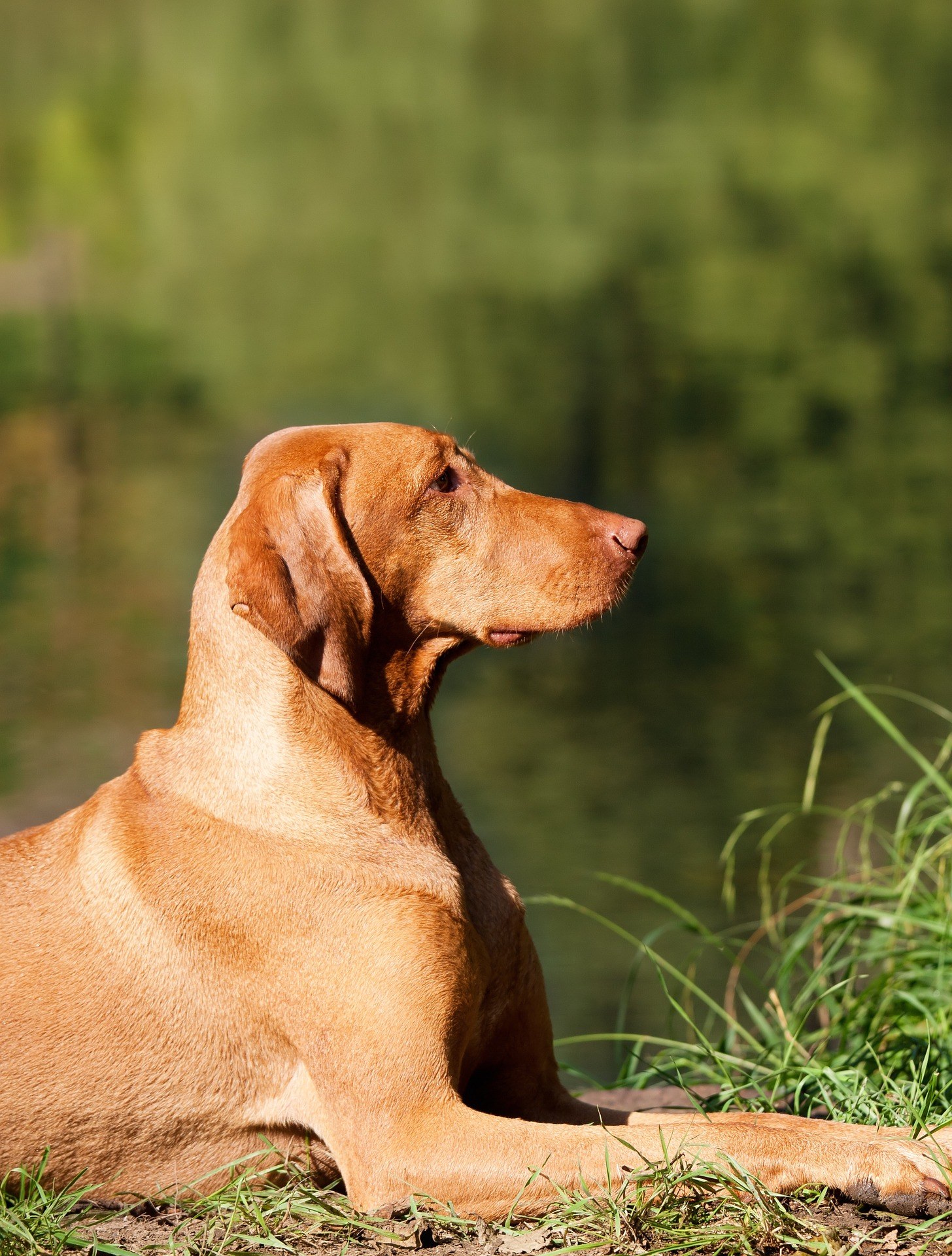 chien supportant la chaleur