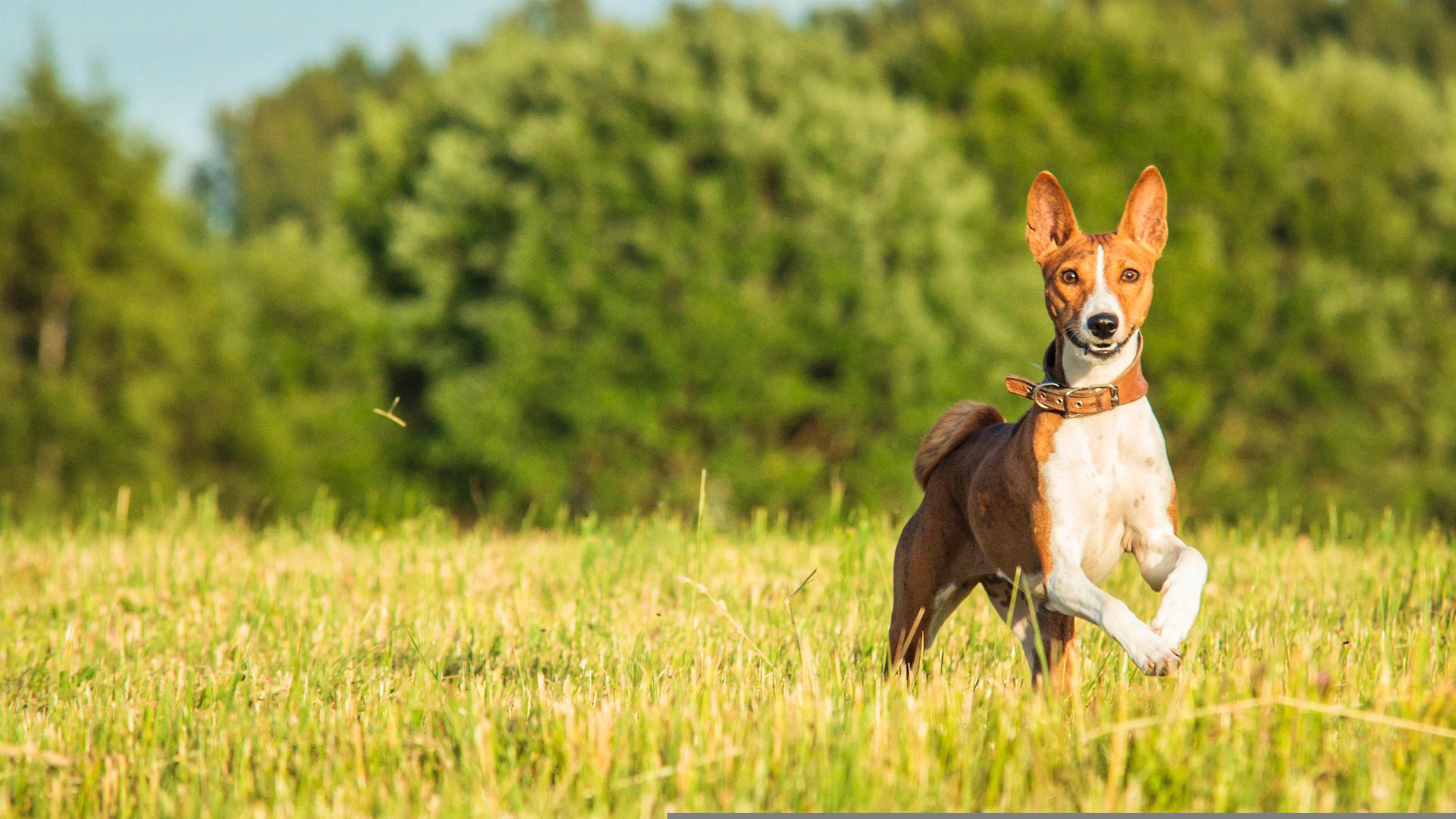 chiens primitifs