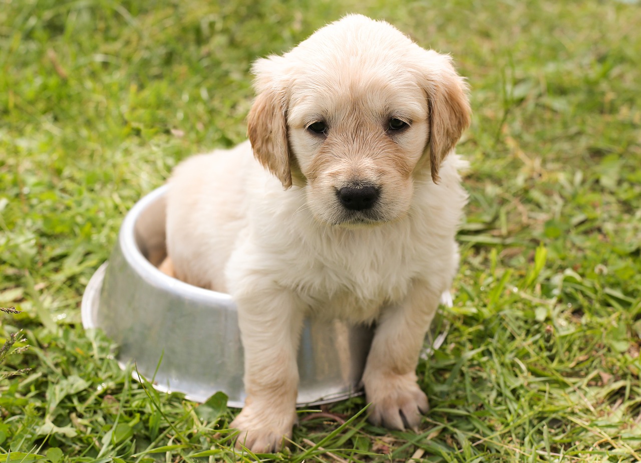Chiens à L’éducation Facile