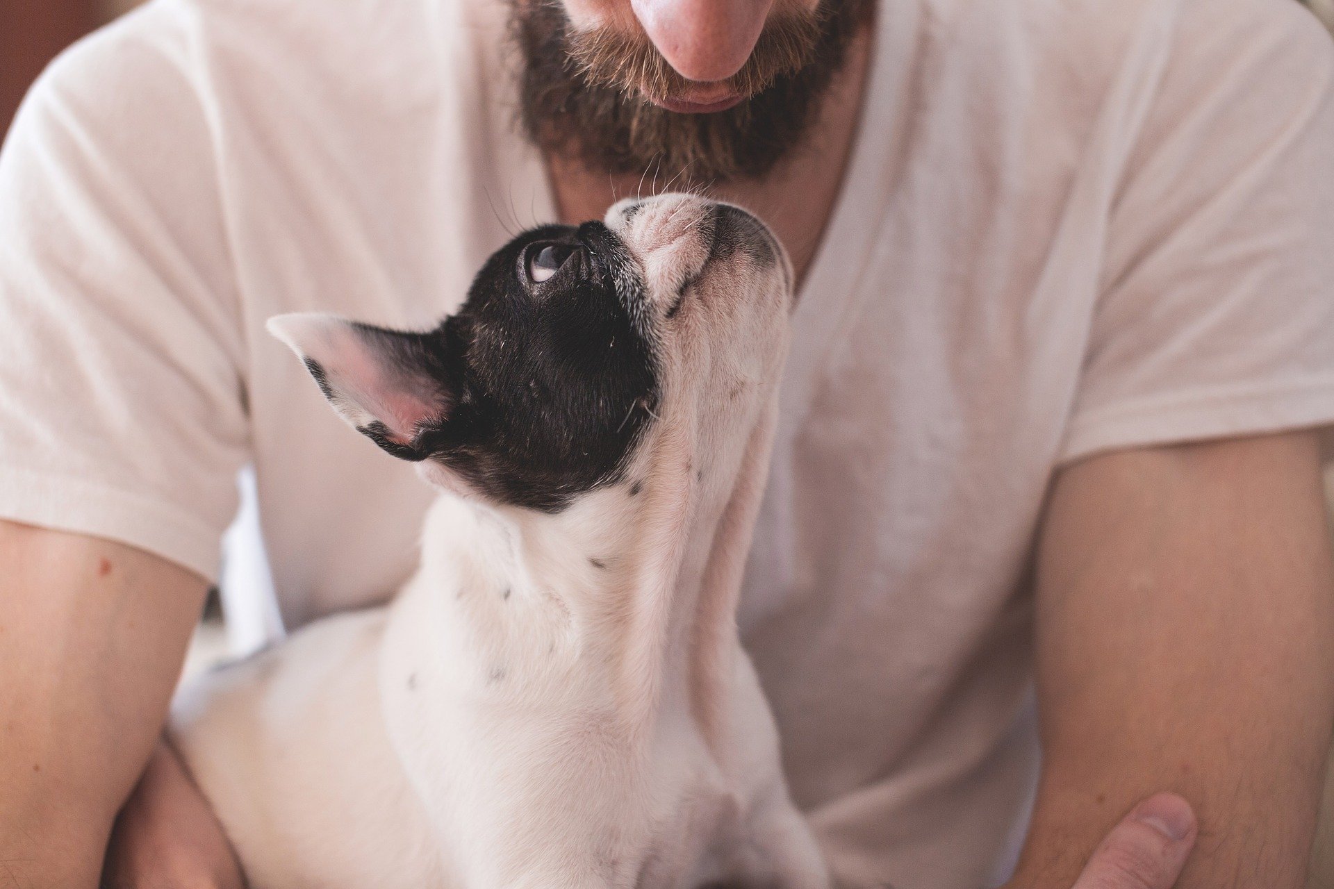 confiance chien