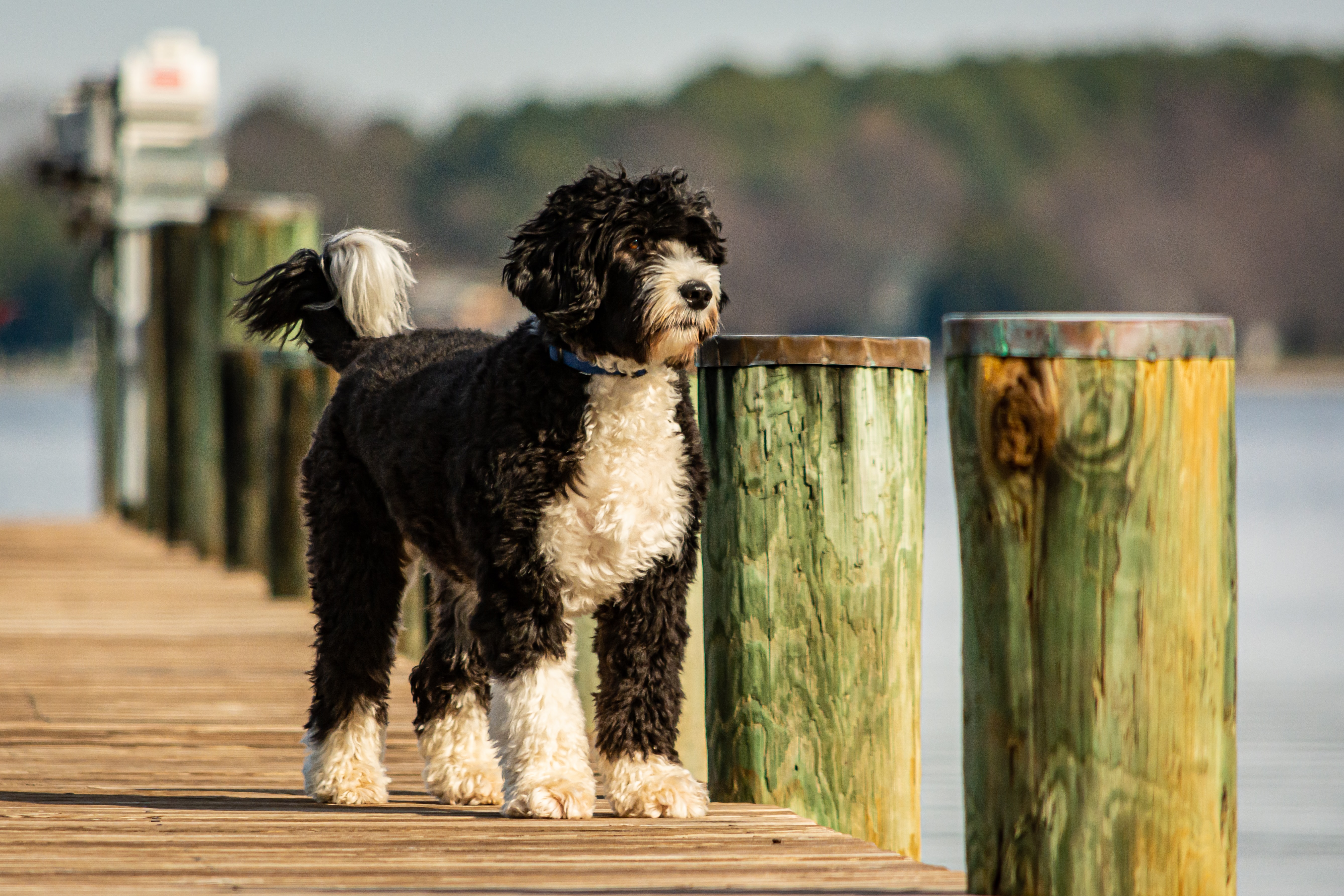eau chien