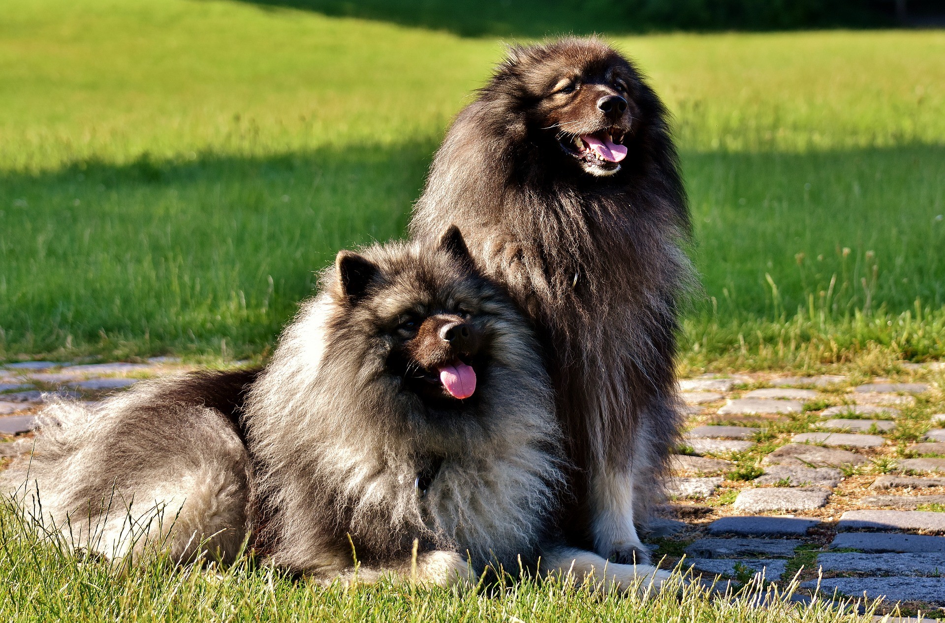 soin poil chien