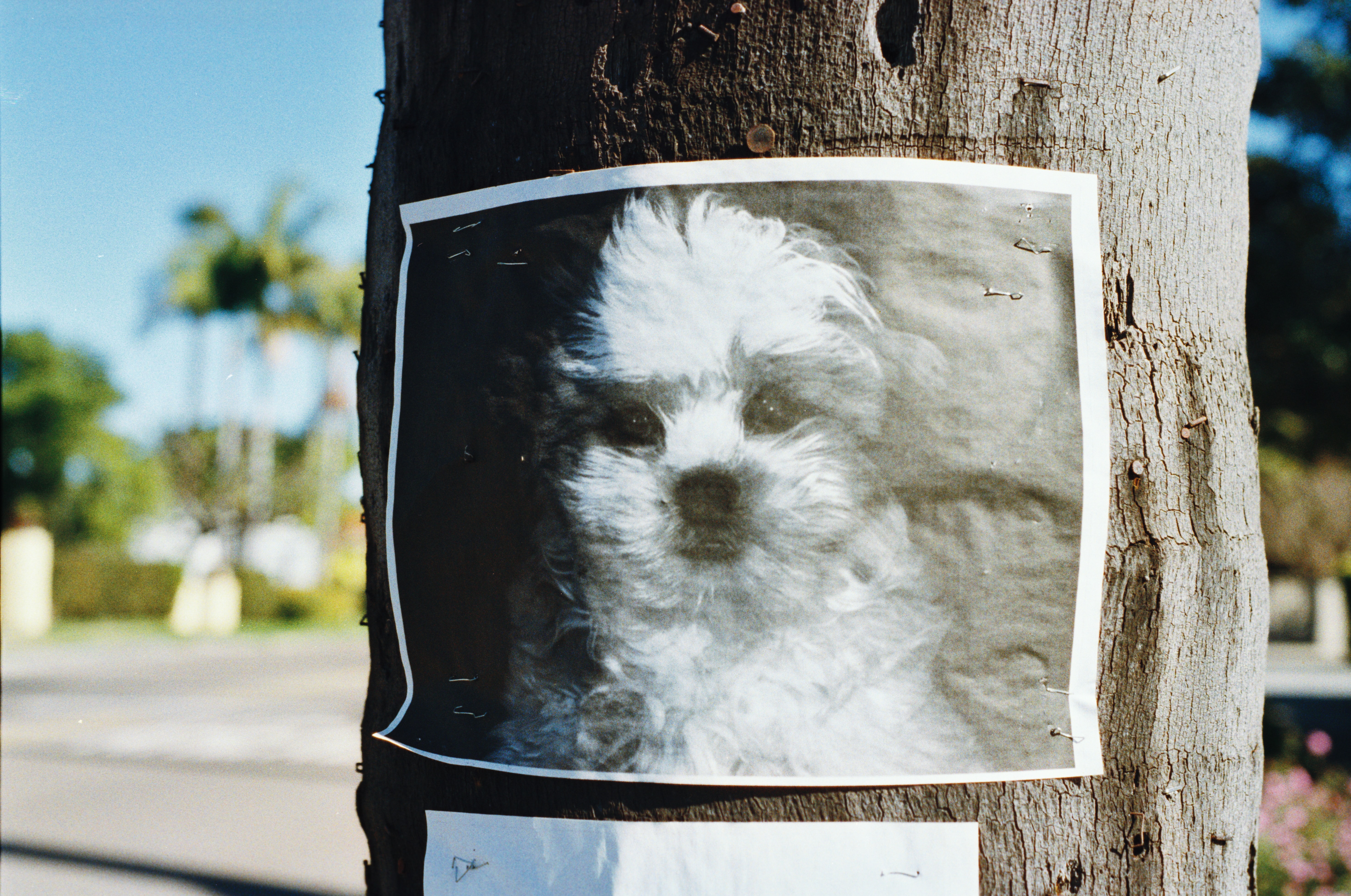 Volé Chien