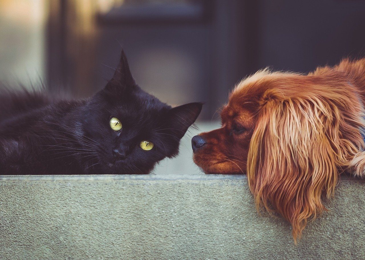 promener chien chat