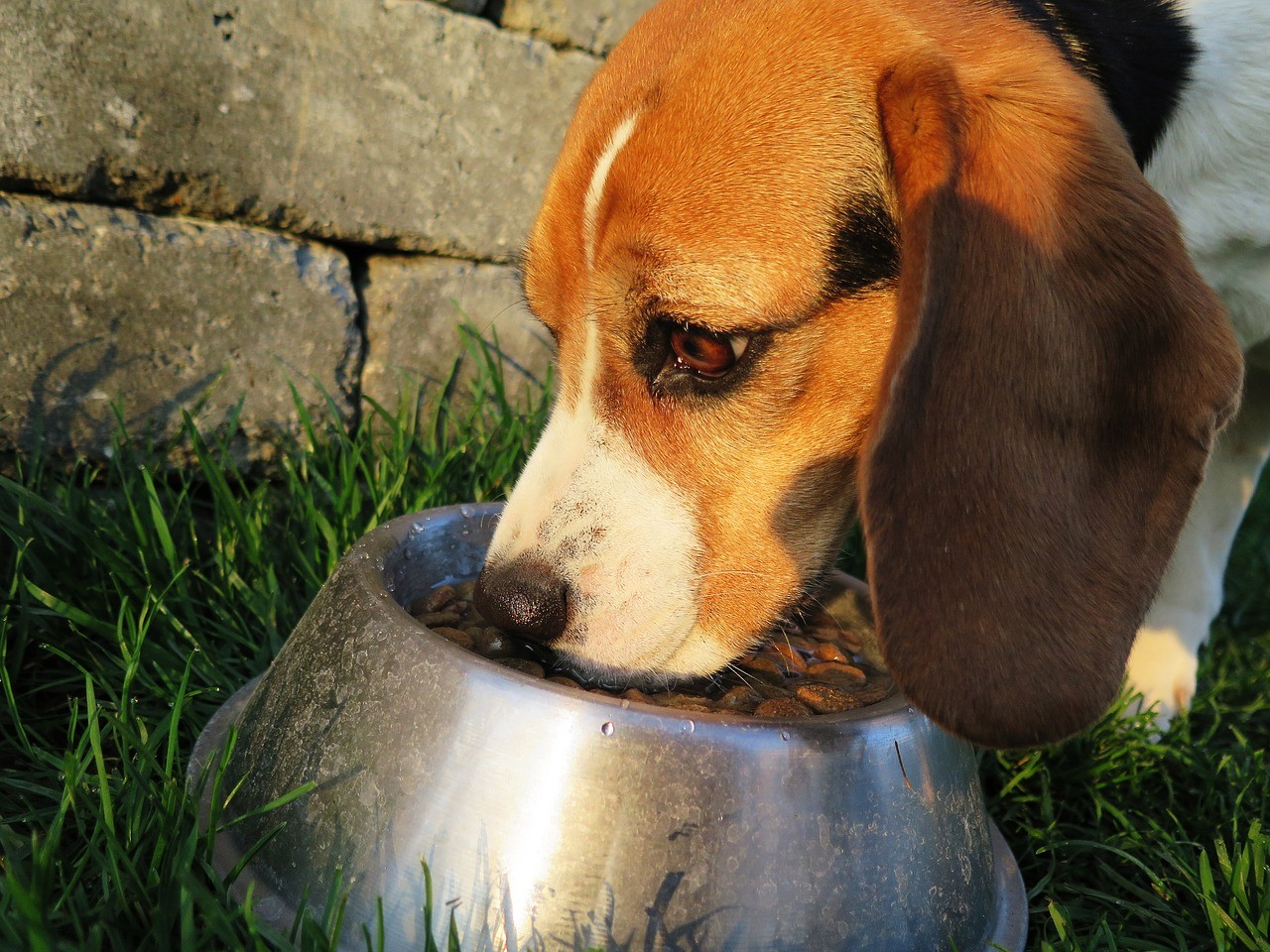 Quelle alimentation donner à son chien ?