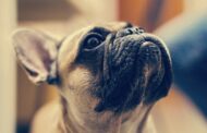 Tout sur le Bouledogue français