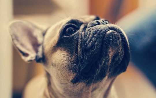 Tout sur le Bouledogue français