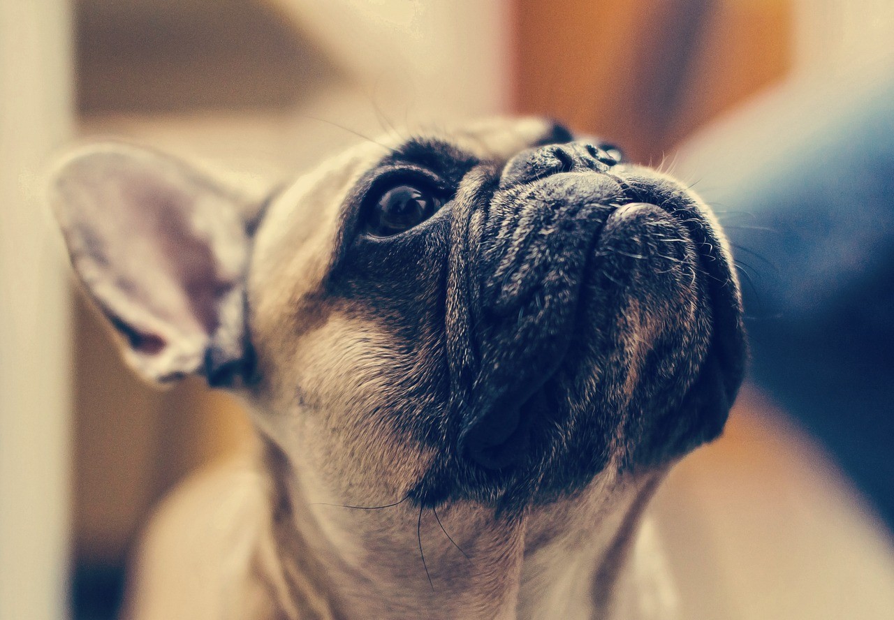 Tout sur le Bouledogue français