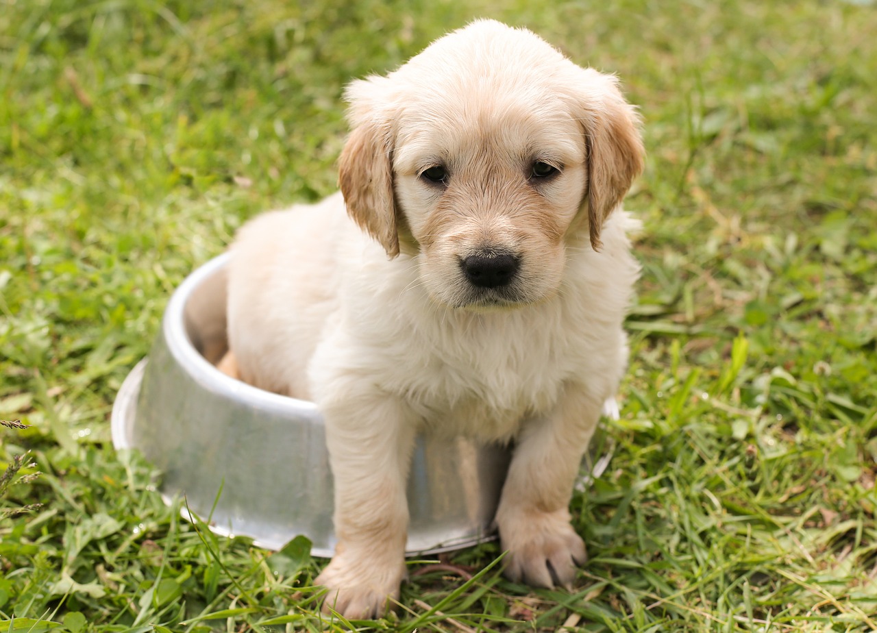 Top 8 des races de chiens à l’éducation facile