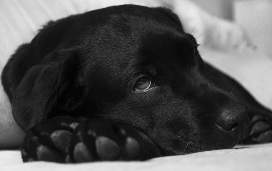 Quelles sont les maladies canines les plus fréquentes ?
