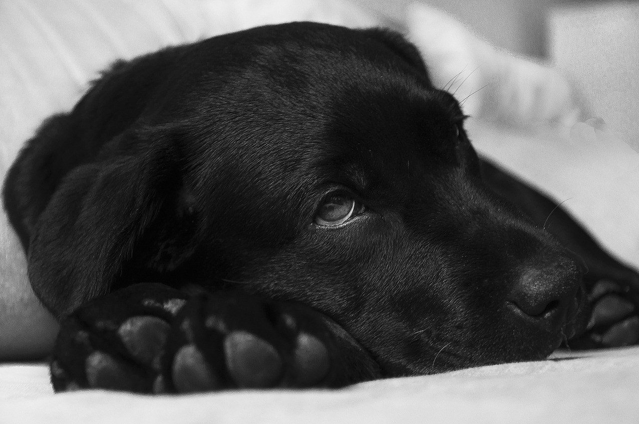 Quelles sont les maladies canines les plus fréquentes ?