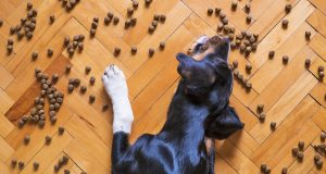 Chien Alimentation Bio