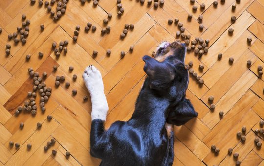 Tout savoir sur l’alimentation bio pour chien