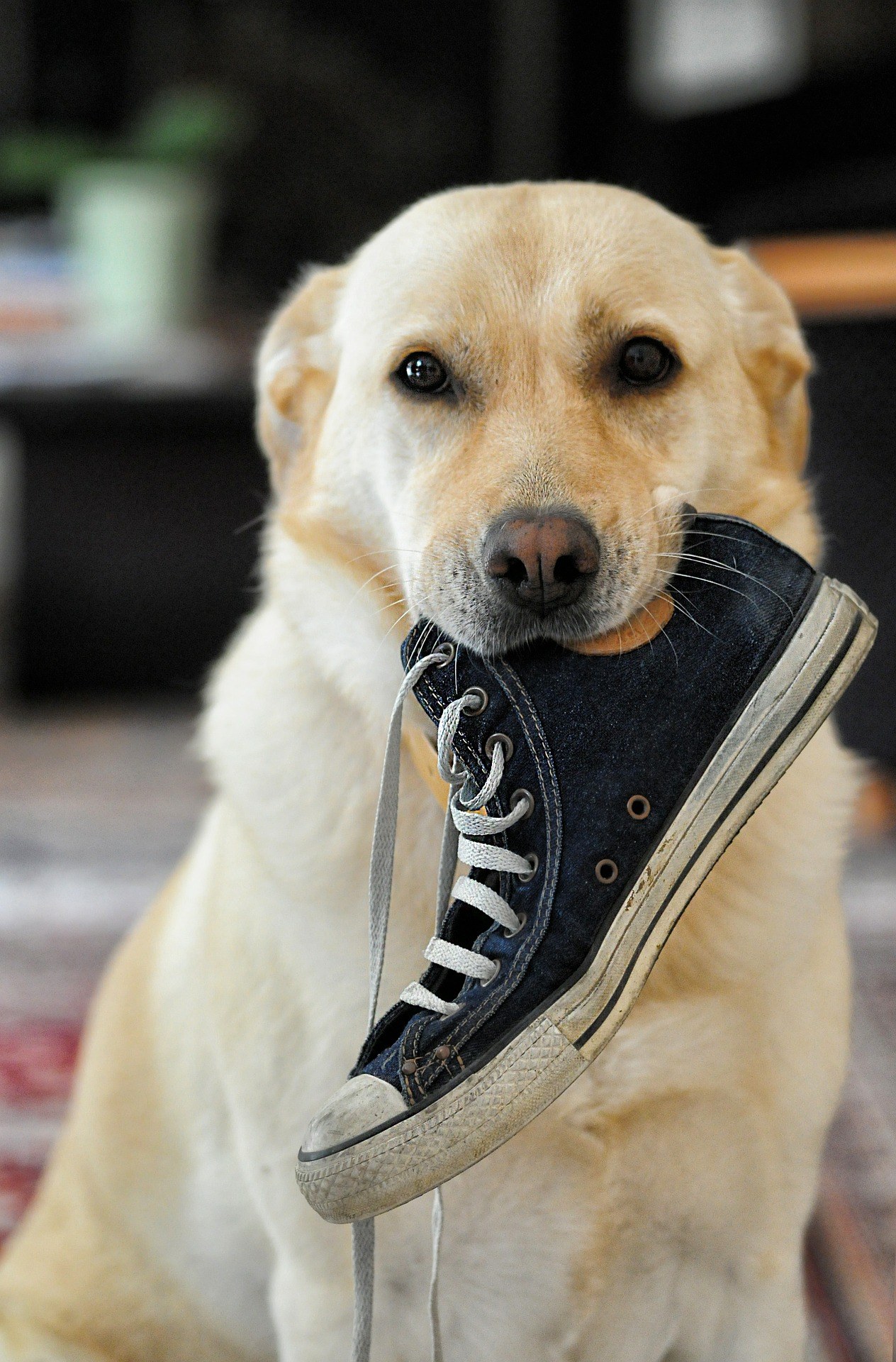 Comment maîtriser un chien destructeur : nos conseils