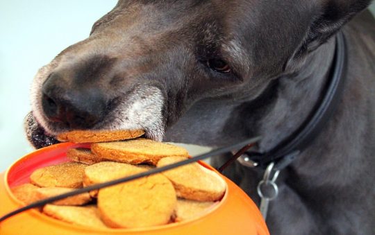 Tout savoir sur les friandises naturelles pour chien