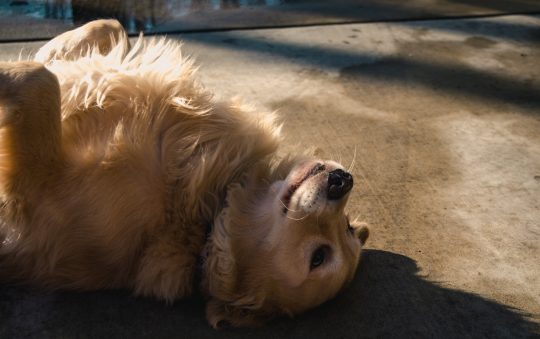 Les races de chiens qui perdent peu ou pas leurs poils