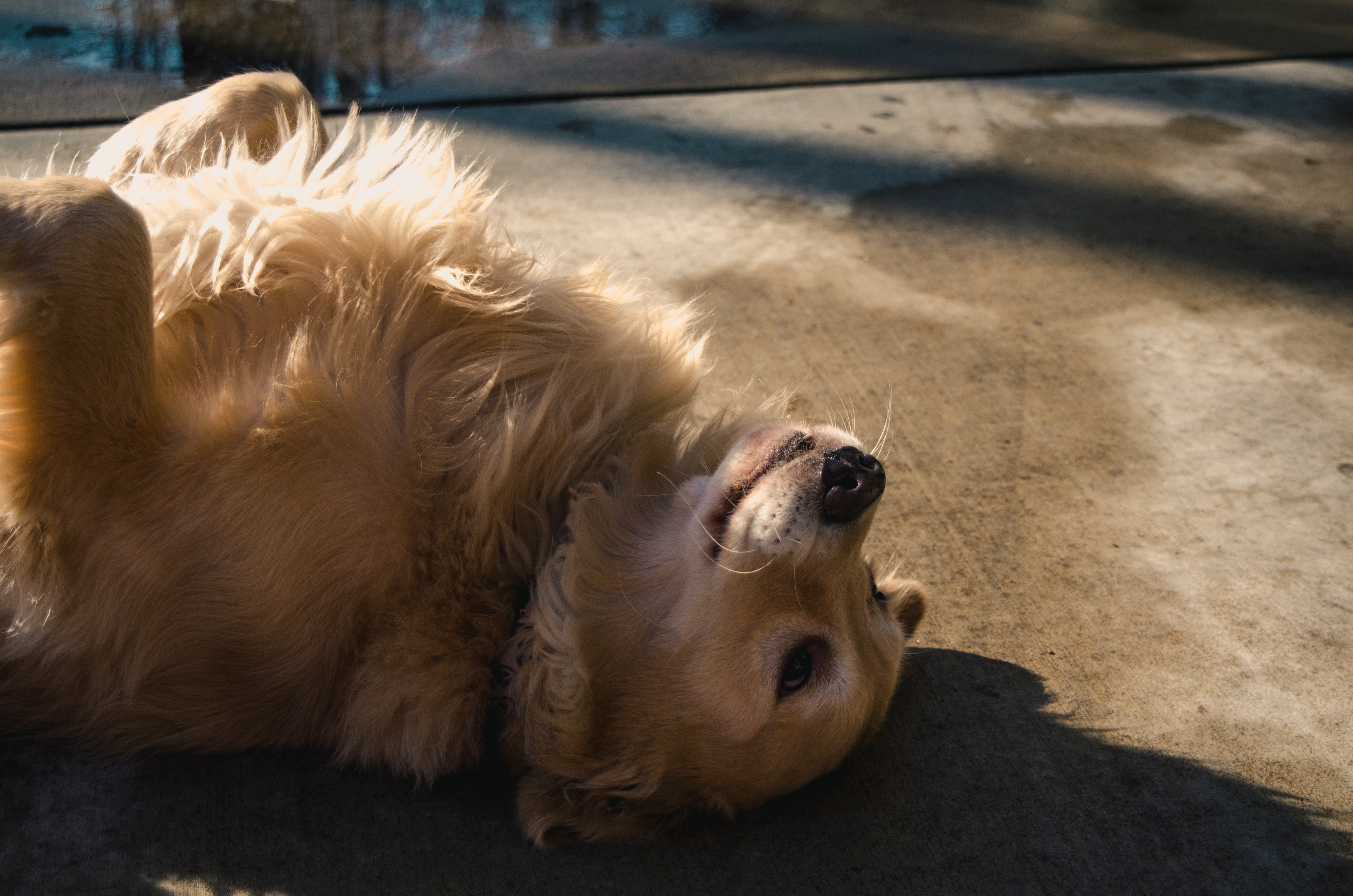 Les races de chiens qui perdent peu ou pas leurs poils