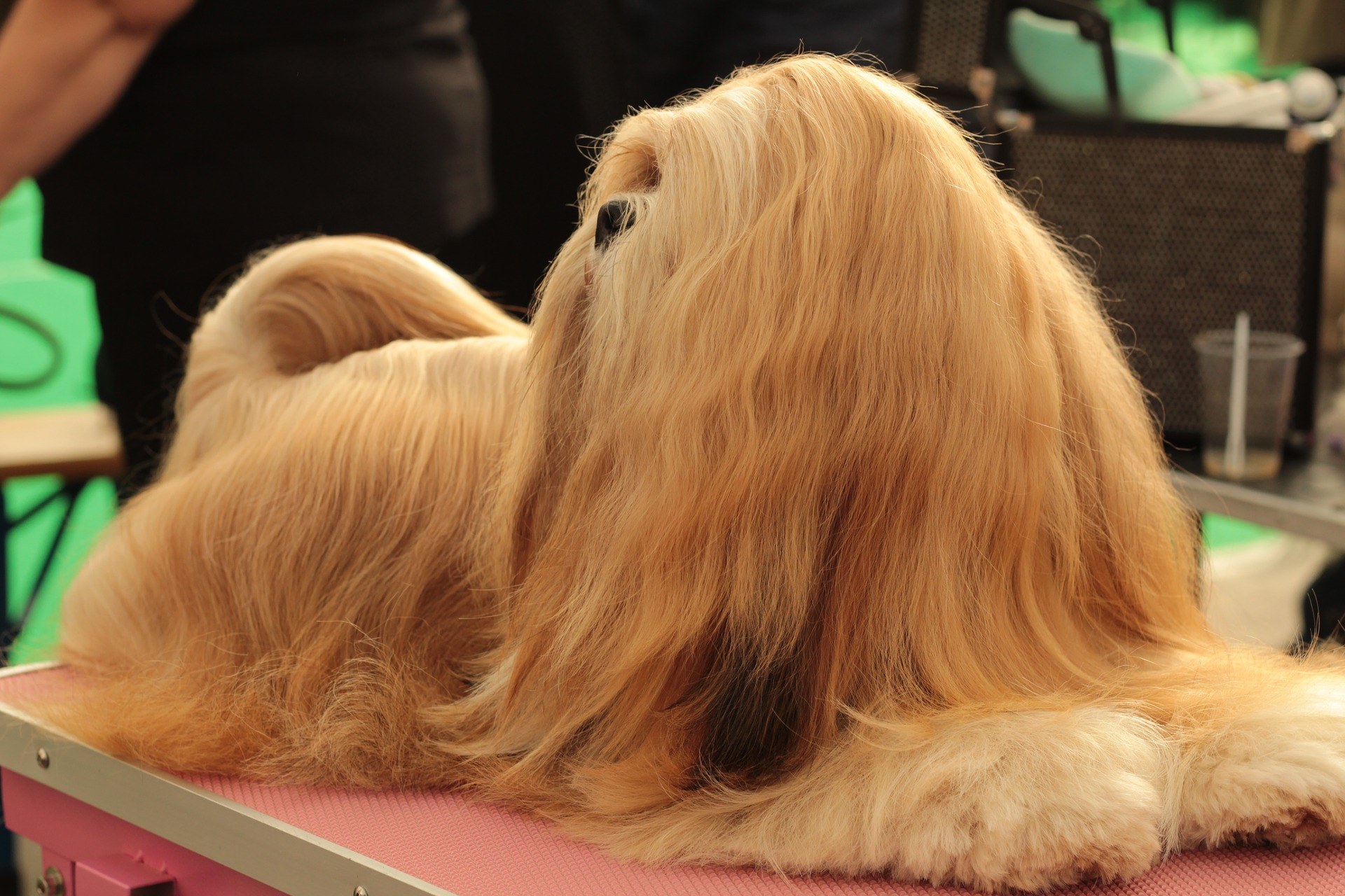 Comment entretenir les poils de son chien ?