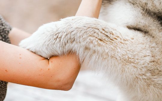 Comment bien caresser votre chien: nos conseils