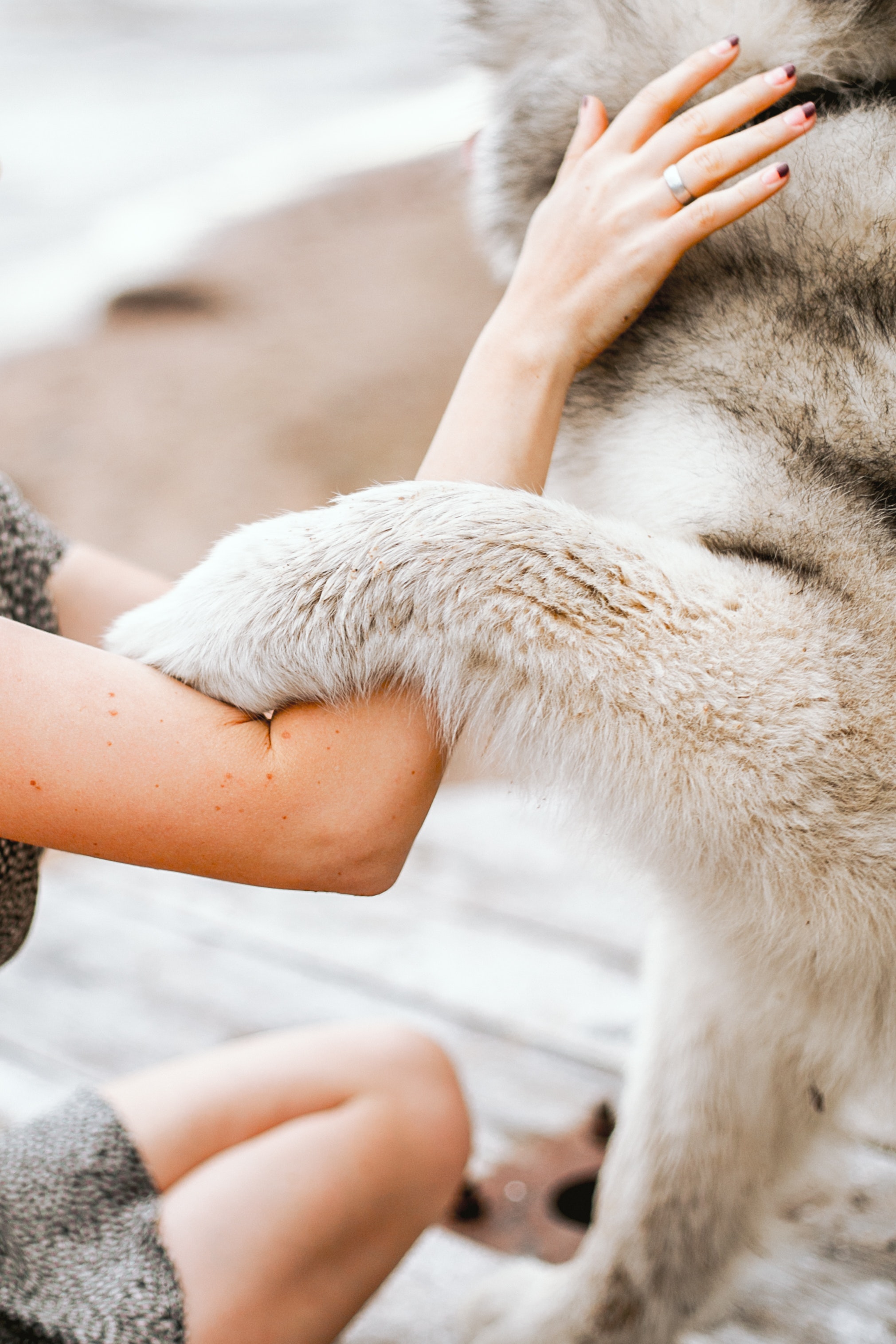 Comment bien caresser votre chien: nos conseils