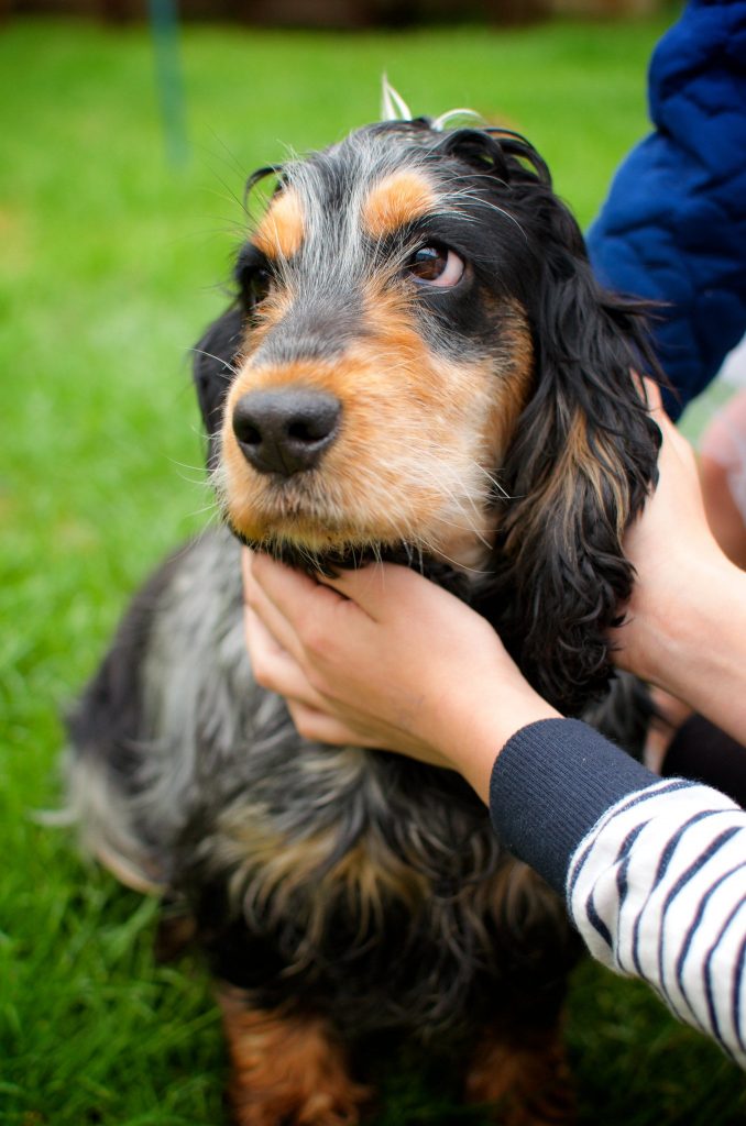 Chien Vole