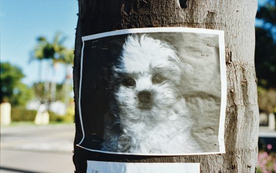 Comment éviter à votre chien d’être volé ?