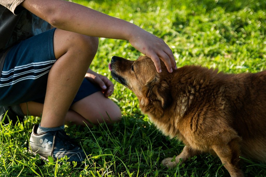 chien confiance