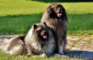 Quelques astuces pour faire briller le poil de votre chien