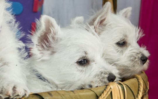 Les 11 races de chiens les plus petites