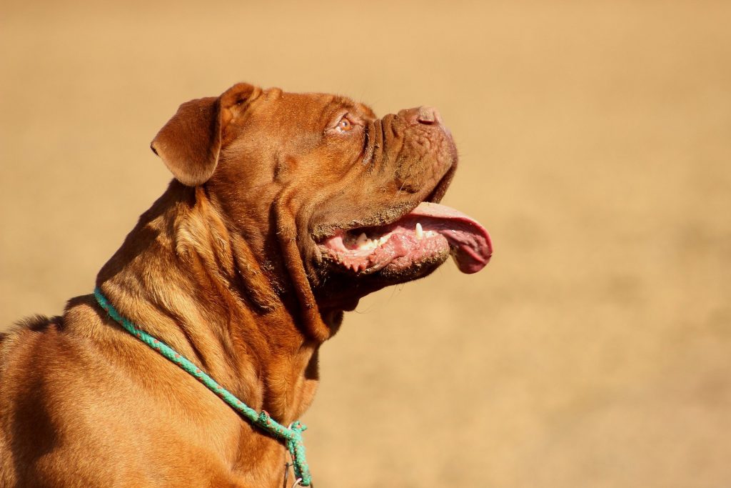 race de chien molosse