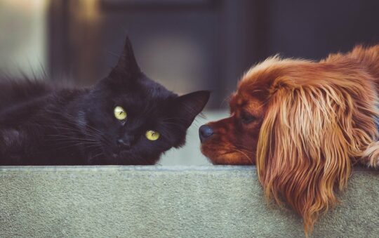 Est-il possible d’apprendre à mon chien et mon chat à se promener ensemble ?