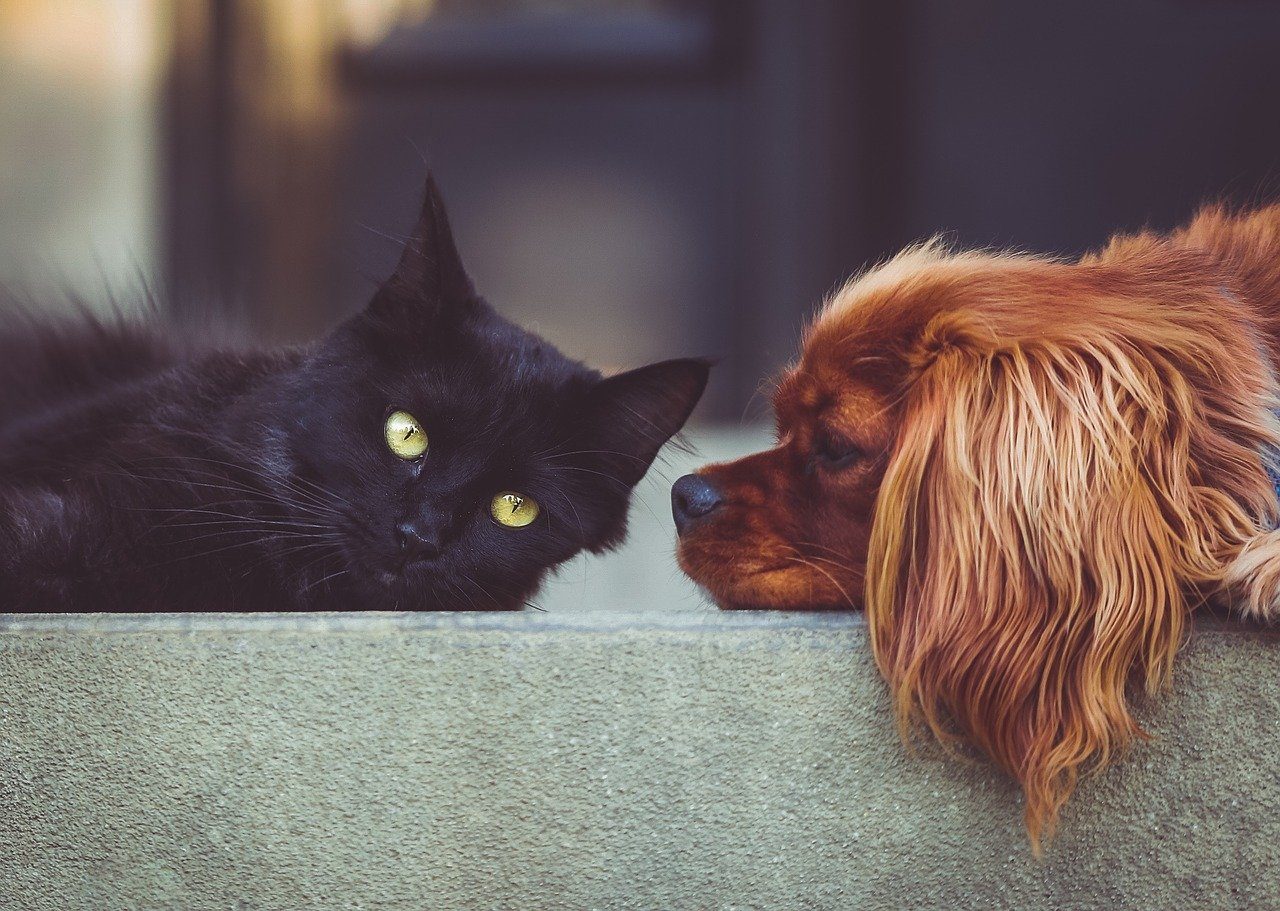 Est-il possible d’apprendre à mon chien et mon chat à se promener ensemble ?