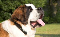 Les races de chiens géants: le top 6