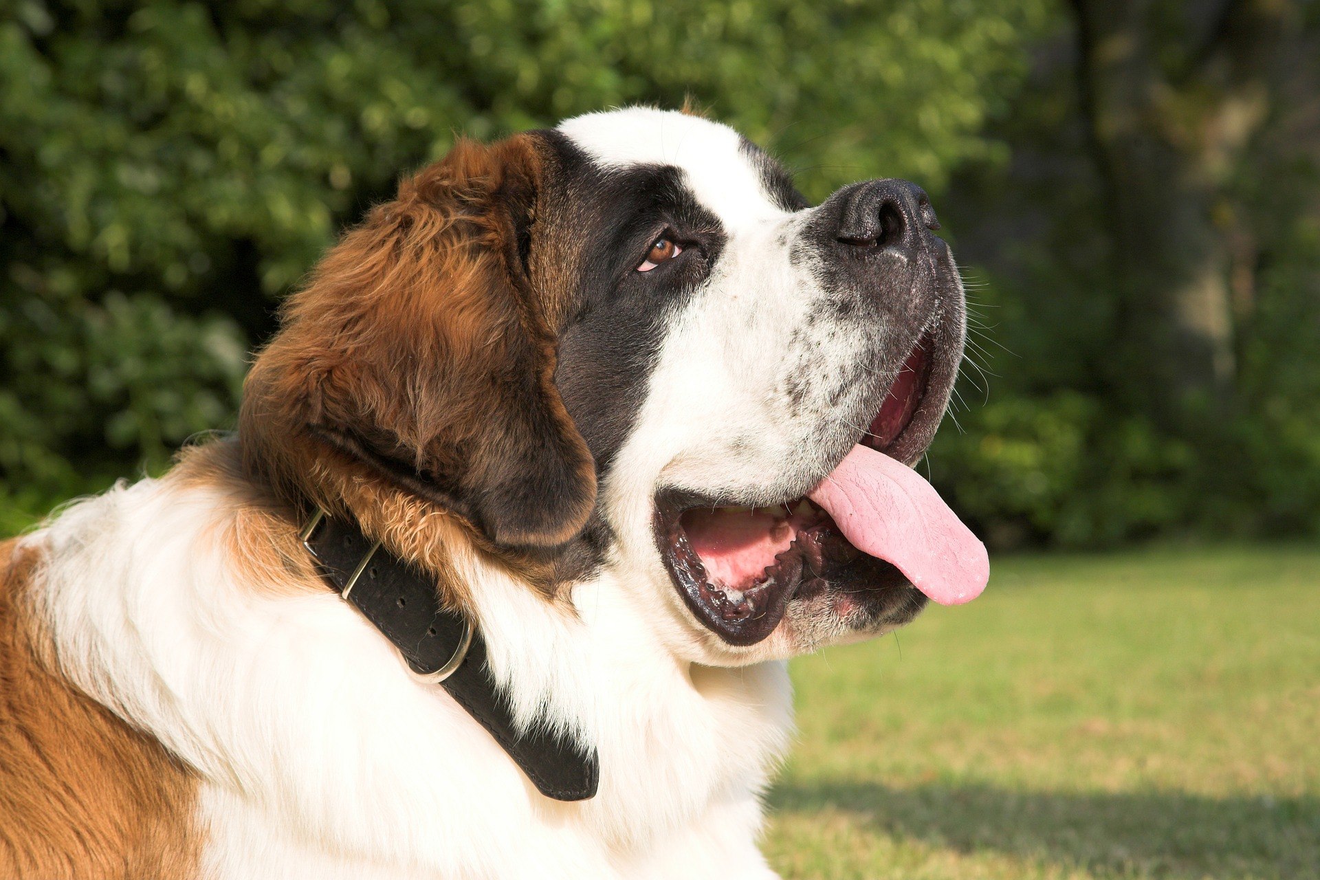 Les races de chiens géants: le top 6