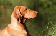 Top 6 des races de chiens qui supportent très bien la chaleur