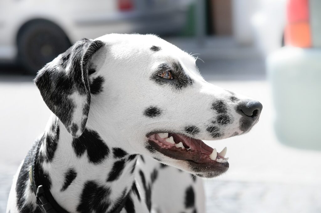 chiens supportant la chaleur