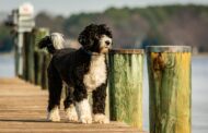 Top 6 des races de chiens d’eau