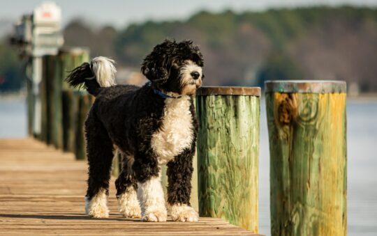 Top 6 des races de chiens d’eau