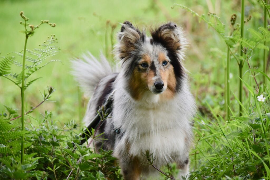 chien merle ou arlequin