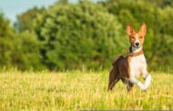 Top 6 des chiens primitifs