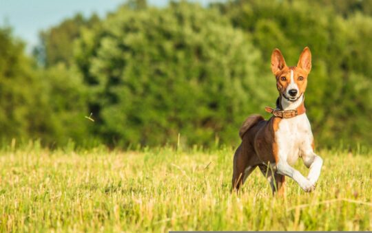 Top 6 des chiens primitifs