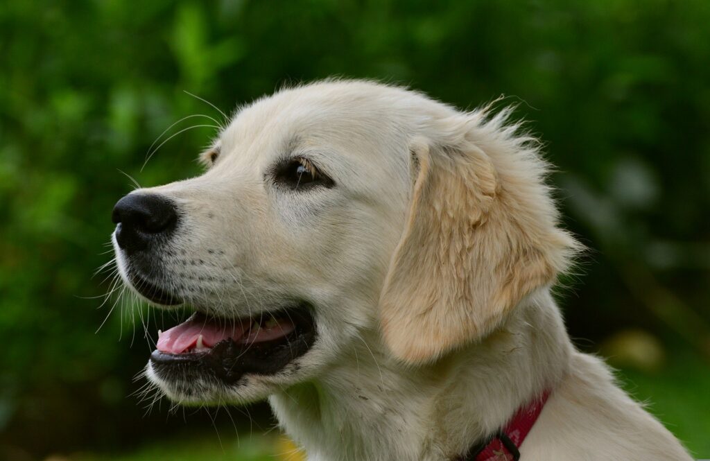 chiens populaires