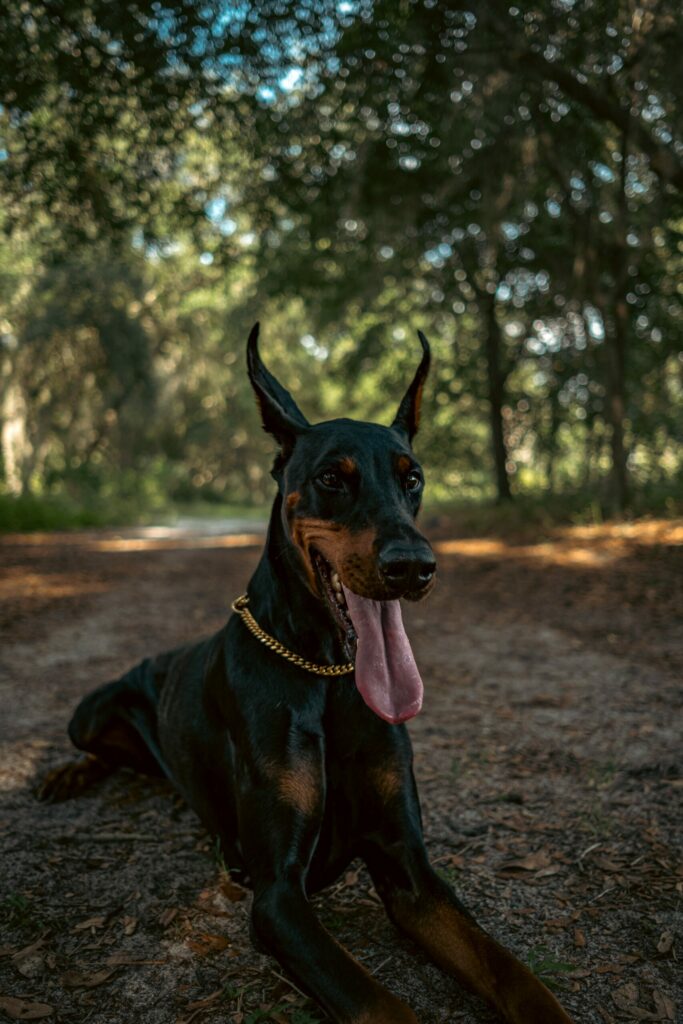 chien de garde