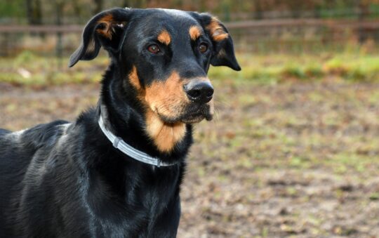 Top 6 des meilleures races de chiens de garde