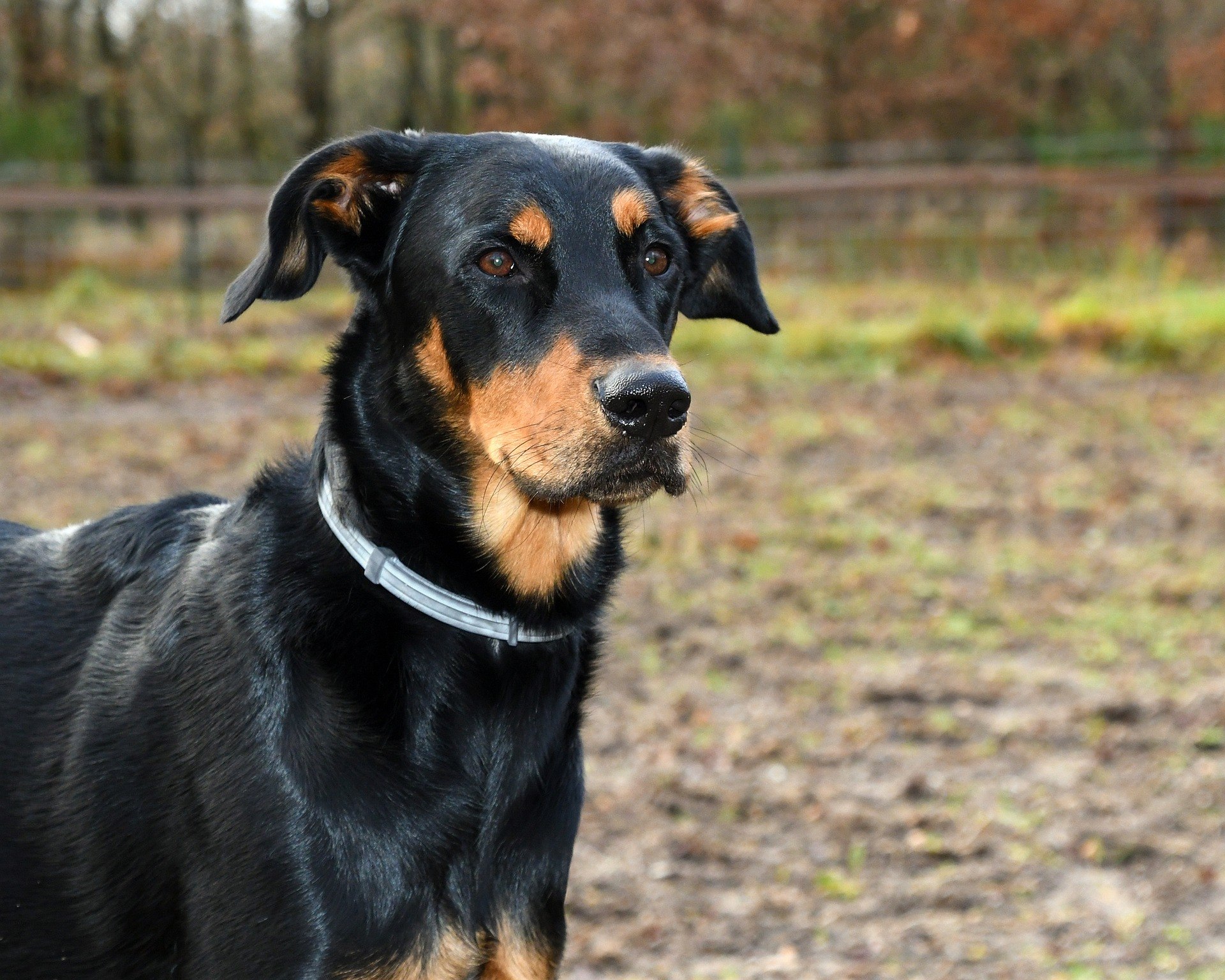 Top 6 des meilleures races de chiens de garde