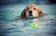 Le top 7 des races de chiens nageurs