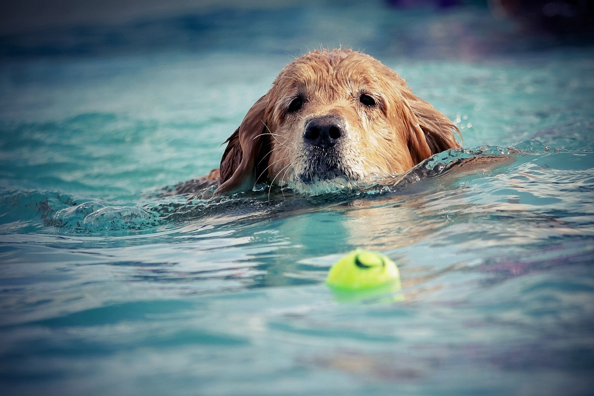 Le top 7 des races de chiens nageurs